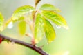 Beautiful spring summer nature. Fresh greens after the morning rain.Water drops on leaves.green background, blur bokeh. Art, Royalty Free Stock Photo
