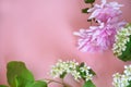 Beautiful spring flowers or sommer white of apple or bird cherry, daffodil, lilac or purple aster on a pink background