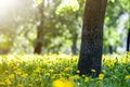 Beautiful spring or summer wild forest or park on bright sunny day. Thick big tree trunk and lavishly blooming yellow flowers on