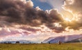 Horses gazing in the field Royalty Free Stock Photo