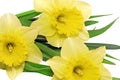 Beautiful spring three flowers : yellow narcissus (Daffodil)