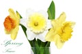 Beautiful spring three flowers : yellow-white-orange narcissus