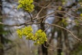 Beautiful spring time floral background. Blooming maple tree branch, yellow flowers and fresh leaves Royalty Free Stock Photo