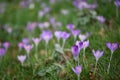 Beautiful spring time pink purple crocus flowers with orange pollen on a green field or meadow floral background Royalty Free Stock Photo