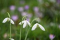 Beautiful spring time snowdrops in white and green with a blurred background of a field of pink purple crocus flowers Royalty Free Stock Photo