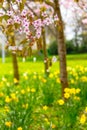 Beautiful, fresh, blurry spring backgrund with light pink cherry blossom tree branches Royalty Free Stock Photo