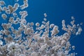 Beautiful spring tree blossoms against a blue sky background. Plum tree flowers. Spring Design. Blooming apple branch at Royalty Free Stock Photo