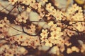 Beautiful spring tree branch with blossoms. Plum trees in bloom