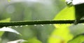 The beautiful spring tree branch with morning rain drops, macro background,shallow dof Royalty Free Stock Photo