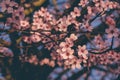 Beautiful spring tree branch with pink blossoms, close up.