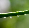 The beautiful spring tree branch with rain drops, macro background Royalty Free Stock Photo