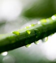 The beautiful spring tree branch with rain drops, macro background Royalty Free Stock Photo