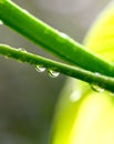 The beautiful spring tree branch with rain drops, macro background Royalty Free Stock Photo