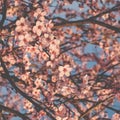 Beautiful spring tree with fresh pink blossoms. Plum flowers in bloom