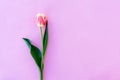 Beautiful spring tulip floral pink color background with copy space. Top view. Objects on a simple background