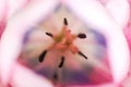 Beautiful spring tulip flower pink petals close up Royalty Free Stock Photo