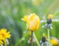 Beautiful spring tulip flowers growing in garden Royalty Free Stock Photo