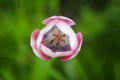 Beautiful spring tulip flowers growing in garden. Royalty Free Stock Photo
