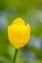 Beautiful spring tulip flowers growing in garden Royalty Free Stock Photo