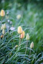 Beautiful spring tulip flowers growing in garden Royalty Free Stock Photo