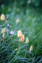 Beautiful spring tulip flowers growing in garden. Royalty Free Stock Photo