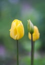 Beautiful spring tulip flowers growing in garden Royalty Free Stock Photo