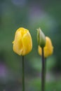 Beautiful spring tulip flowers growing in garden Royalty Free Stock Photo