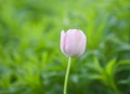 Beautiful spring tulip flowers growing in garden Royalty Free Stock Photo