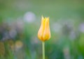 Beautiful spring tulip flowers growing in garden Royalty Free Stock Photo