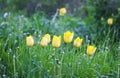 Beautiful spring tulip flowers growing in garden Royalty Free Stock Photo