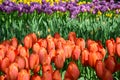 Beautiful spring tulip flowers in Keukenhof park in Netherlands Holland