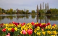 Beautiful spring tulip scene Royalty Free Stock Photo