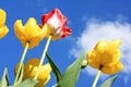 Beautiful Spring tulips against blue sky