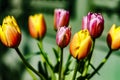 Beautiful Spring Tulips