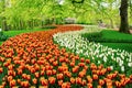 Beautiful spring tulips flowers in park, Netherlands Holland Royalty Free Stock Photo