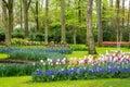 Beautiful spring tulips flowers in park, Netherlands Holland Royalty Free Stock Photo