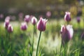 Beautiful spring tulips