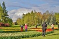 Beautiful spring tulips - walk among the tulips in stormy day