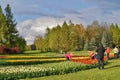 Beautiful spring tulips - walk among the tulips in stormy day