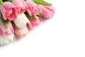 Beautiful spring tulips on white background.