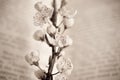 Spring twig with white apple blossoms on the book