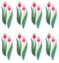 Beautiful spring vertical pattern of tulips red pink flowers watercolor hand sketch Royalty Free Stock Photo