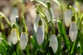 Group of snowdrops in spring sunlight