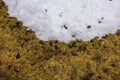 Beautiful spring view of remains of melted snow on yellow lawn in garden.