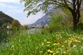 Adda river, flowing from the lake Como, the town of Lecco, nature and a dandelion meadow. Royalty Free Stock Photo