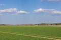 Beautiful spring view of wheat field against blue sky with white clouds. Royalty Free Stock Photo