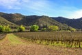 Beautiful spring vineyard in Catalonia (Spain).