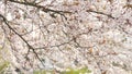 Beautiful spring white cherry blossoms on a tree branch are swaying in the wind, bees are flying around slow motion