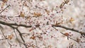 Beautiful spring white cherry blossoms on a tree branch are swaying in the wind, bees are flying around slow motion