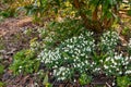 Beautiful spring white flowers growing on the ground under a tree in an outdoor park. Landscape of a group of common